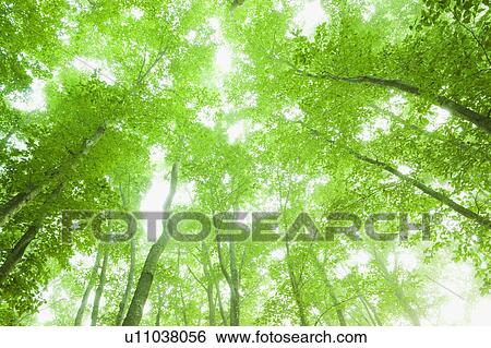 Low Angle View Beech Tree Large Group Of Objects View Large Photo Image Stock Photograph - Low Angle View Beech Tree Large Group Of Objects. Fotosearch