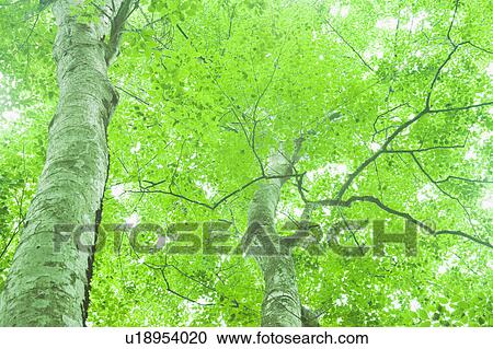 Stock Image - Low Angle View Beech Tree Two Objects Spring. Fotosearch