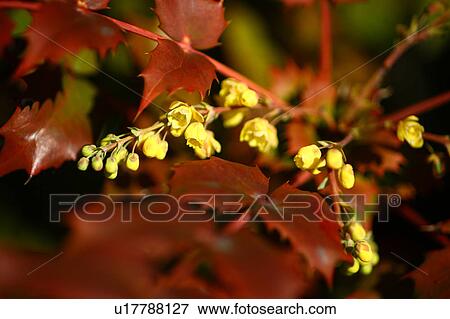 Mahonia Japonica Flower Head Branch Leaf Close-up View Large Photo Image Stock Photo - Mahonia Japonica Flower Head Branch Leaf Close-up. Fotosearch