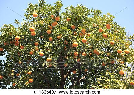 Stock Photo - Mandarin Orange Tree. Fotosearch