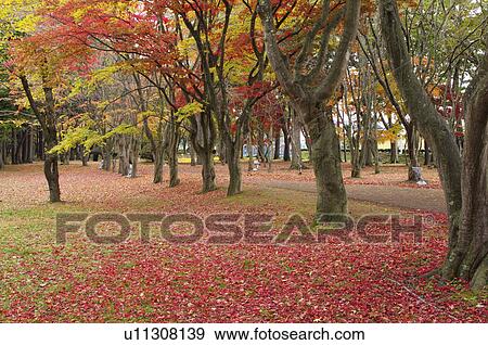 Miharashi Park Tree Footpath Japanese Fall Foliage View Large Photo Image Stock Photo - Miharashi Park Tree Footpath Japanese Fall Foliage. Fotosearch