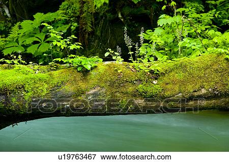 Stock Photo - Mossy Tree Trunk. Fotosearch