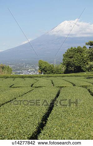 Stock Image - Mount Fuji and Tea Plantation. Fotosearch