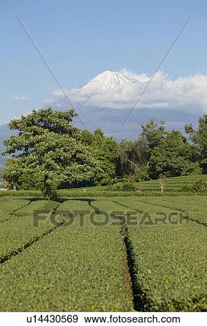 Stock Photo - Mount Fuji and Tea Plantation. Fotosearch