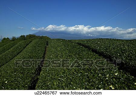 Mount Fuji and Tea Plantation View Large Photo Image Stock Photo - Mount Fuji and Tea Plantation. Fotosearch