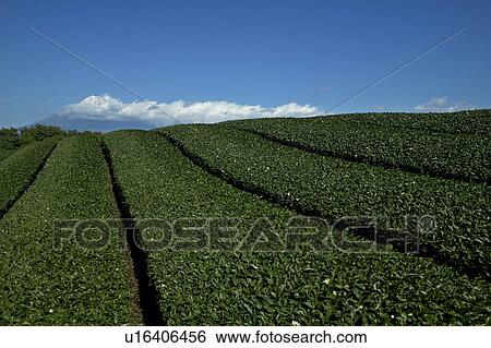 Mount Fuji and Tea Plantation View Large Photo Image Stock Photograph - Mount Fuji and Tea Plantation. Fotosearch