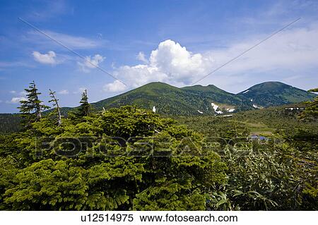 Mountains and Fir Tree View Large Photo Image Stock Photography - Mountains and Fir Tree. Fotosearch