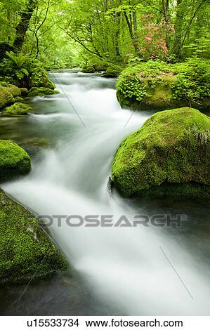Picture - Oirase River Flowing Water Long Exposure Rock Moss. Fotosearch