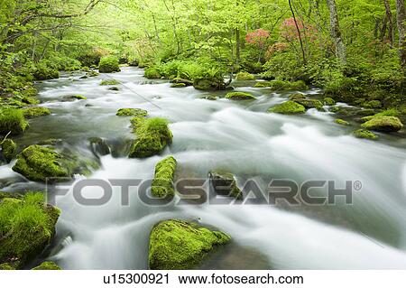 Oirase River Flowing Water Long Exposure Rock Moss View Large Photo Image Stock Image - Oirase River Flowing Water Long Exposure Rock Moss. Fotosearch