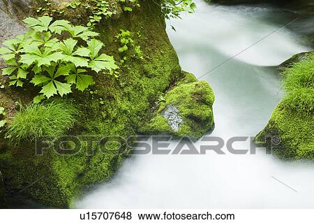 Oirase River Flowing Water Long Exposure Rock Moss View Large Photo Image Stock Photo - Oirase River Flowing Water Long Exposure Rock Moss. Fotosearch