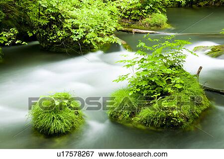 Stock Photo - Oirase River Flowing Water Long Exposure Grass. Fotosearch