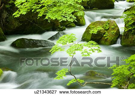 Stock Photo - Oirase River Flowing Water Long Exposure Rock Tree. Fotosearch