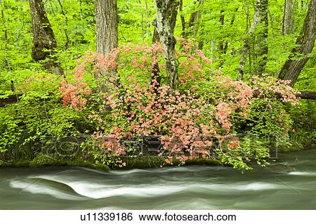 Stock Photograph - Oirase River Flowing Water Long Exposure Azalea. Fotosearch