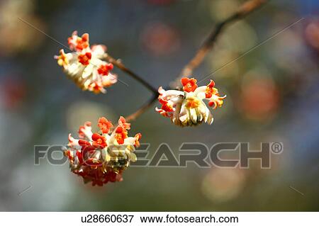 Oriental Paperbush Flower Head Three Objects View Large Photo Image Stock Photo - Oriental Paperbush Flower Head Three Objects. Fotosearch