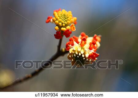 Picture - Oriental Paperbush Flower Head Two Objects. Fotosearch