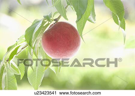 Stock Image - Peach Fruit Single Object Close-up. Fotosearch