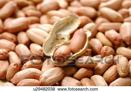 Peanuts View Large Photo Image Stock Photo - Peanuts. Fotosearch