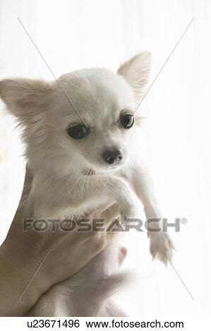 Stock Photograph - Person Holding Chihuahua. Fotosearch