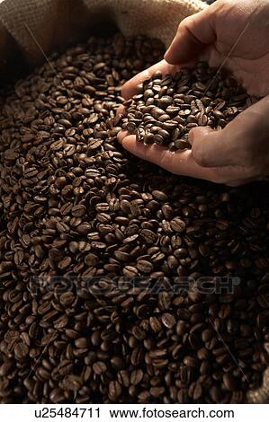 Stock Image - Person Holding Coffee Beans. Fotosearch