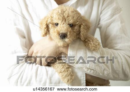 Stock Photo - Person Holding Toy Poodle. Fotosearch