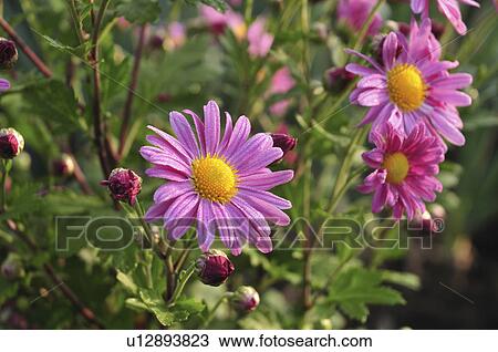 Pink Chrysanthemum Flowers View Large Photo Image Stock Image - Pink Chrysanthemum Flowers. Fotosearch