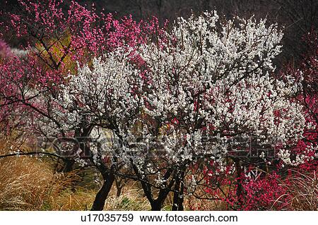 Plum Blossom Tree View Large Photo Image Stock Photo - Plum Blossom Tree. Fotosearch