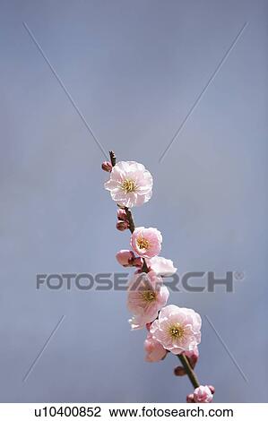 Plum Blossoms View Large Photo Image Stock Image - Plum Blossoms. Fotosearch
