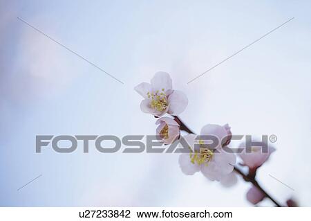 Plum Blossoms View Large Photo Image Stock Image - Plum Blossoms. Fotosearch