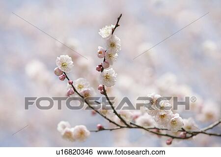 Plum Blossoms View Large Photo Image Stock Photograph - Plum Blossoms. Fotosearch