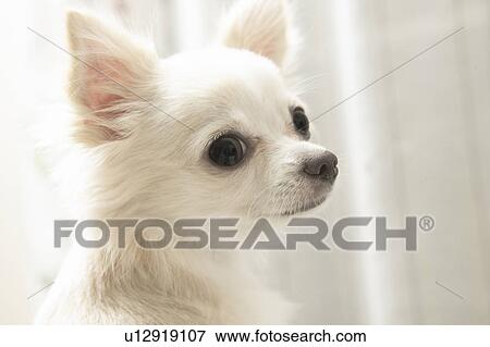 Stock Photo - Portrait of Chihuahua. Fotosearch