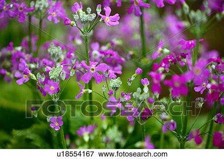 Primrose Blooming View Large Photo Image Stock Photo - Primrose Blooming. Fotosearch