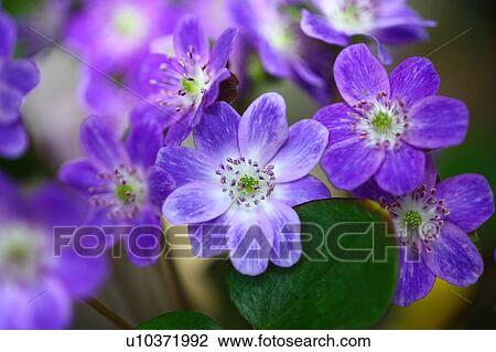 Primrose Flowers View Large Photo Image Stock Image - Primrose Flowers. Fotosearch