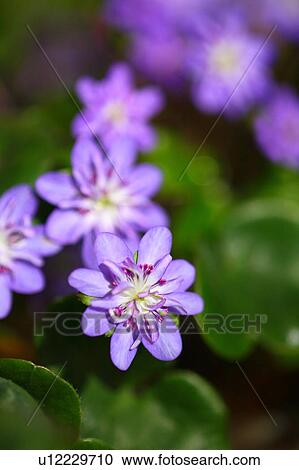 Primrose Flowers View Large Photo Image Stock Image - Primrose Flowers. Fotosearch