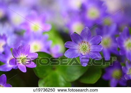 Primrose Flowers View Large Photo Image Stock Image - Primrose Flowers. Fotosearch