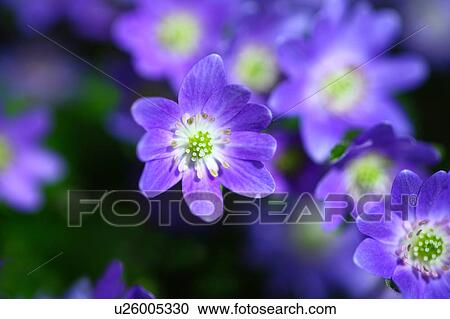 Primrose Flowers View Large Photo Image Stock Image - Primrose Flowers. Fotosearch