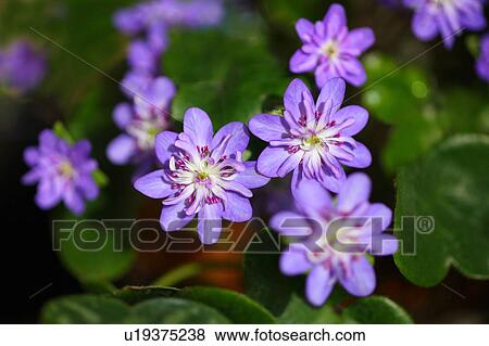 Stock Photo - Primrose Flowers. Fotosearch