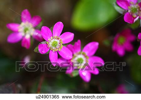 Stock Photography - Primrose Flowers. Fotosearch