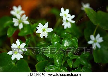 Primula Modesta Flower Head Leaf Dew Drop Wet View Large Photo Image Stock Image - Primula Modesta Flower Head Leaf Dew Drop Wet. Fotosearch