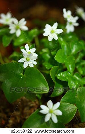 Primula Modesta Flower Head Leaf Dew Drop Wet View Large Photo Image Stock Image - Primula Modesta Flower Head Leaf Dew Drop Wet. Fotosearch