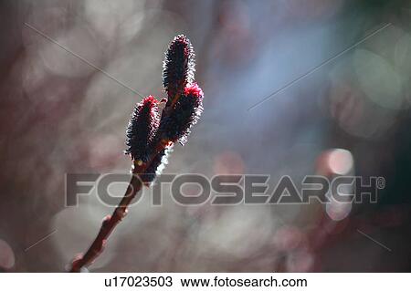 Stock Image - Pussy Willow Branch Black Four Objects. Fotosearch
