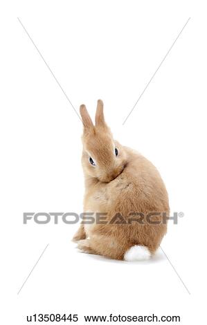 Rabbit Grooming View Large Photo Image Stock Photography - Rabbit Grooming. Fotosearch