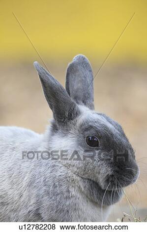 Stock Photo - Rabbit. Fotosearch