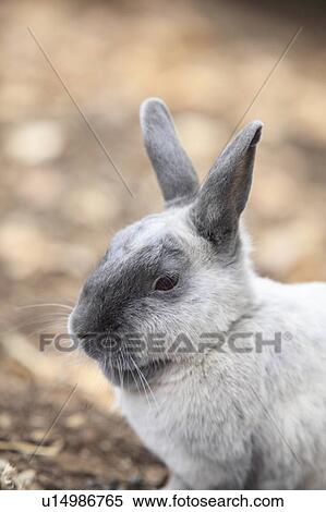 Rabbit View Large Photo Image Stock Photography - Rabbit. Fotosearch