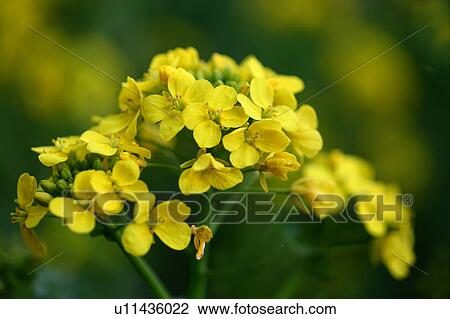 Stock Image - Rapeseed Blossoms. Fotosearch