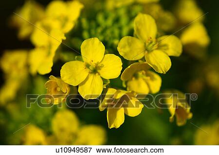 Rapeseed Blossoms View Large Photo Image Stock Photo - Rapeseed Blossoms. Fotosearch