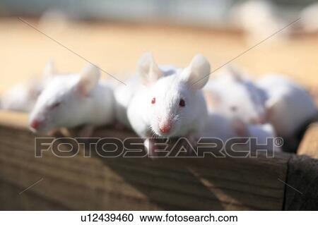 Stock Image - Rat. Fotosearch