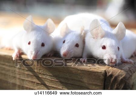 Stock Photo - Rats. Fotosearch