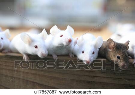 Stock Photo - Rats. Fotosearch