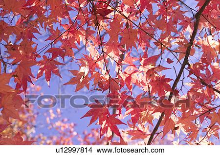 Red Autumnal Leaves View Large Photo Image Picture - Red Autumnal Leaves. Fotosearch