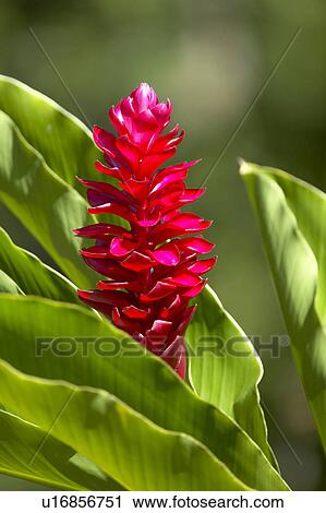 Stock Image - Red Flower. Fotosearch
